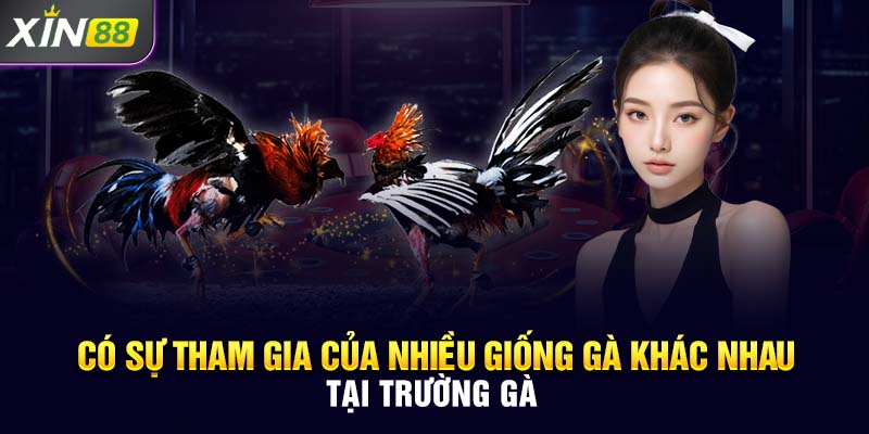 Có sự tham gia của nhiều giống gà khác nhau tại trường gà