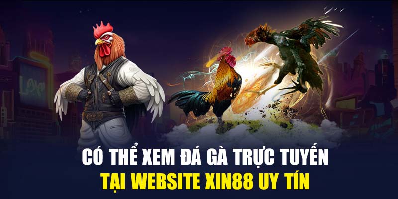 Có thể xem đá gà trực tuyến tại website Xin88 uy tín