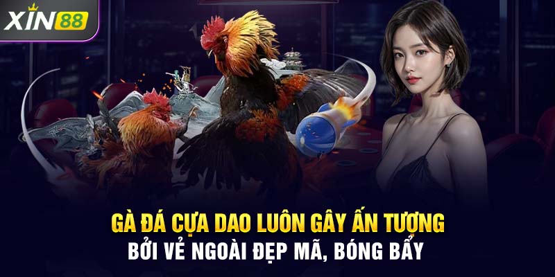 Gà đá cựa dao luôn gây ấn tượng bởi vẻ ngoài đẹp mã, bóng bẩy