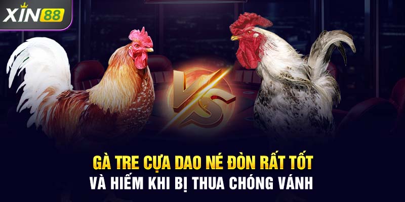 Gà tre cựa dao né đòn rất tốt và hiếm khi bị thua chóng vánh