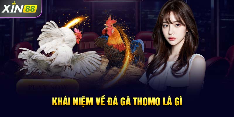 Khái niệm về đá gà thomo là gì