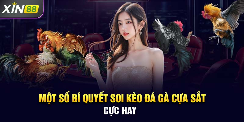 Một số bí quyết soi kèo đá gà cựa sắt cực hay 